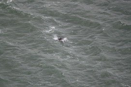 Missing Picture